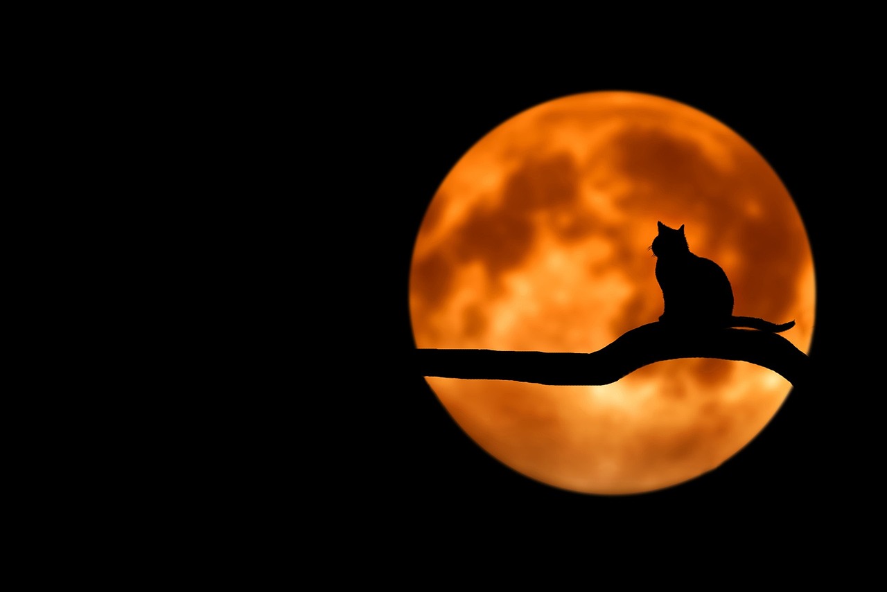 Tree, nature, cat, silhouette, moon, full moon, moonlight, luna, lunar, cat silhouette, branch, night sky, dark sky, night, pet, backlighting, animal, black cat, halloween