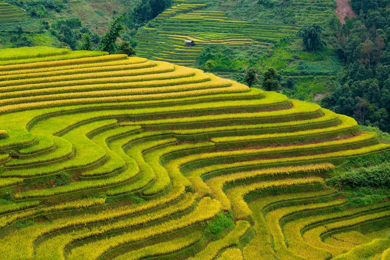 Vietnam, blind cang brush, terraces, golden season, nature, paddy, home, tree, mountain, high land