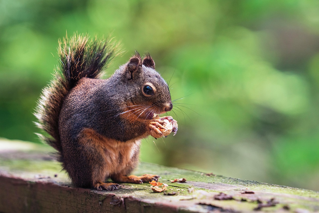 Squirrel, nature, nuts, peanut, eating, backyard, deck, balcony, tree