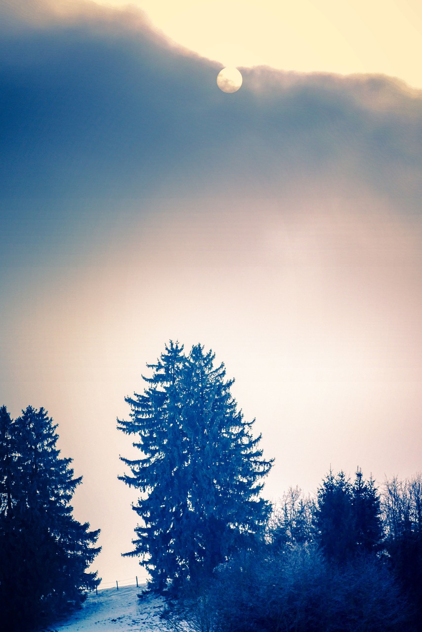 Sun, clouds, tree, backlighting, fog, in the morning, sunrise, sunset, heaven, meditation, forest, to stroll, nature, landscape, light, soul, romantic, mindfulness, relaxation