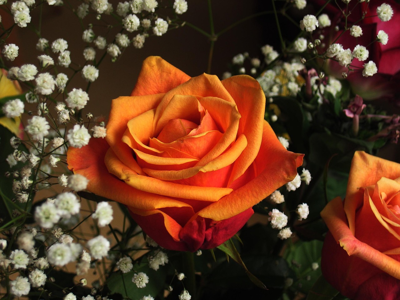 Rose, love, happiness, thank you, decoration, rose flower, fixed, flora, valentine's day