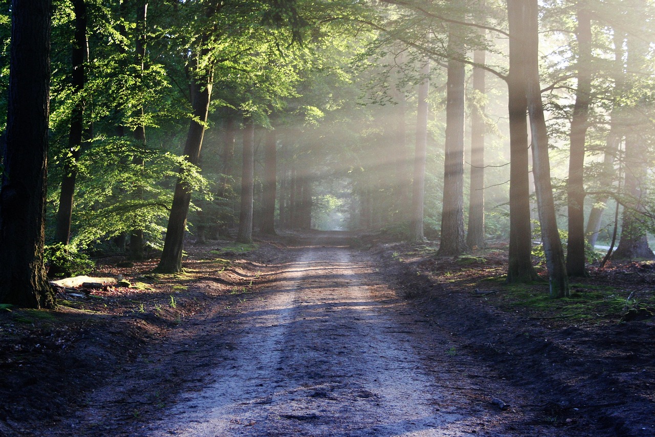 Avenue, trees, path, sunbeams, sunrays, woods, woodlands, forest, trail, forest path, forest trail, nature path, nature trail, nature, landscape, netherlands, forest, forest, nature, nature, nature, n