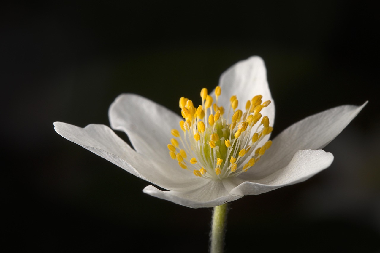 Wood anemones, forest, nature, spring, blossom, bloom, white, forest flower, close up, petals