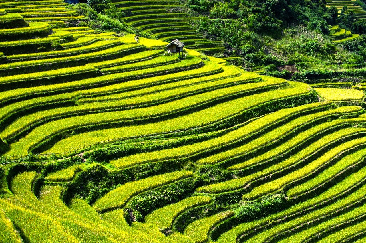 Rice terraces, rice fields, terraced fields, mu cang chai, yen bai, vietnam, green rice, green field, rice terraces, rice fields, vietnam, vietnam, vietnam, vietnam, vietnam