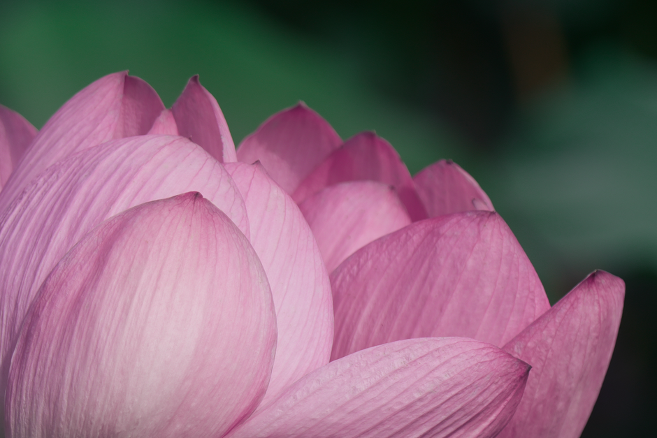 Elegant closeup of pink lotus flower petals with a soft focus background, symbolizing purity and beauty.
