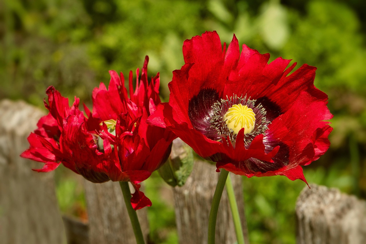 Poppy, flower background, flower, plants, red poppy, beautiful flowers, red flowers, petals, blossom, bloom, wildflowers, garden, flower wallpaper, nature, close up, meditation