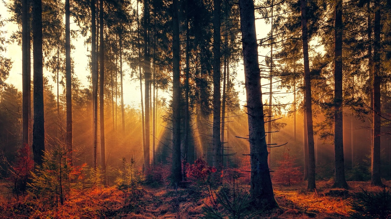 Forest, fog, sunlight, sunbeam, bright, autumn, trees, nature, mood, landscape, morgenstimmung, autumn morning, shadow, light, nature wallpaper, brown nature, brown forest, brown landscape, brown tree