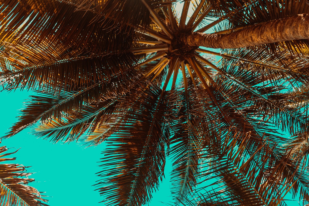 Palm trees, tropical, summer, trees, nature, beach, summertime, palm trees, palm trees, tropical, tropical, summer, summer, summer, beach, beach, beach, beach, beach
