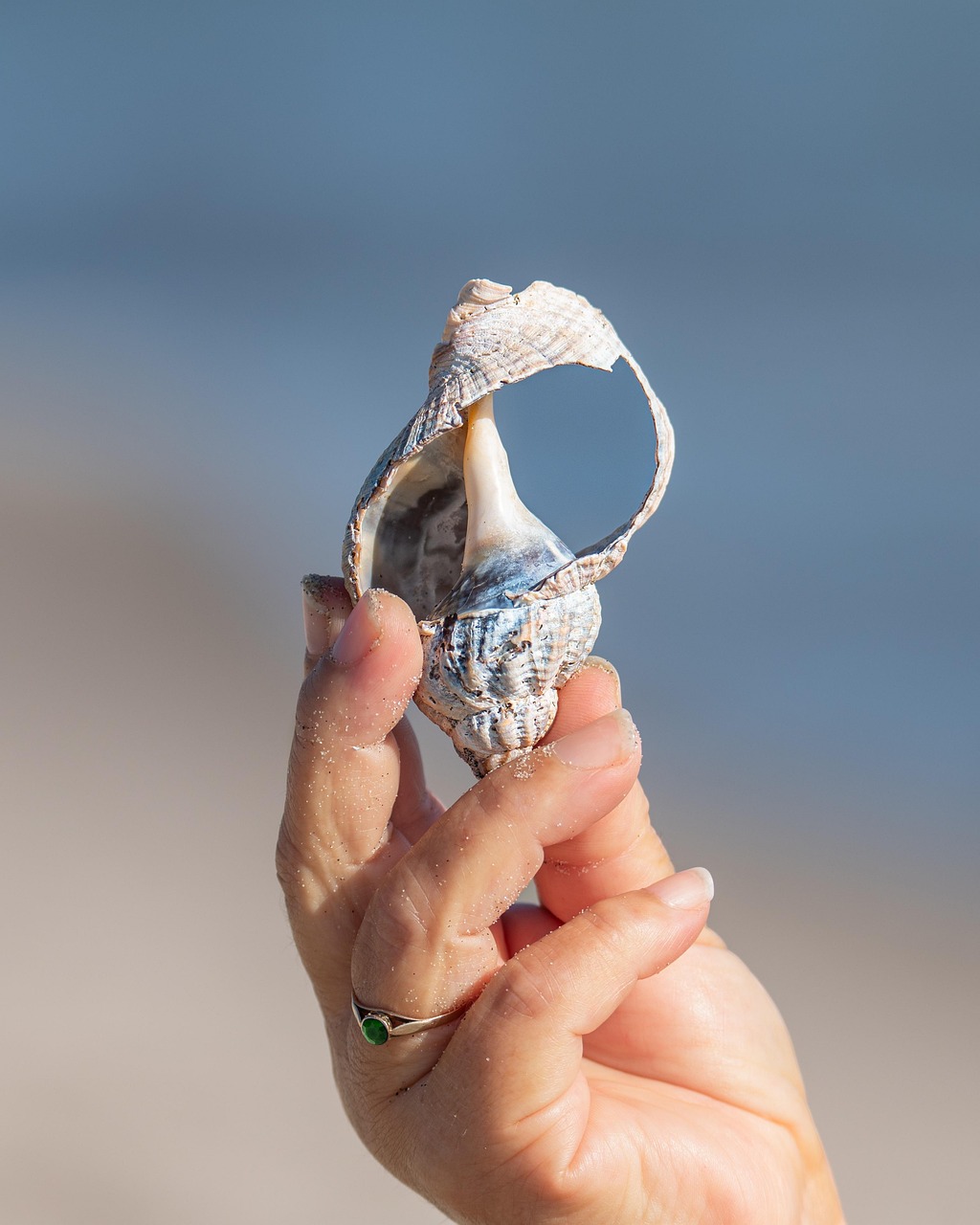 Shell, beach, snail, whelk, sea, shellfish, nature, close up, hand, finger, gesture, sleeve, mollusc