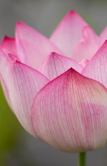A delicate pink lotus flower in full bloom captured in a vertical close-up shot.