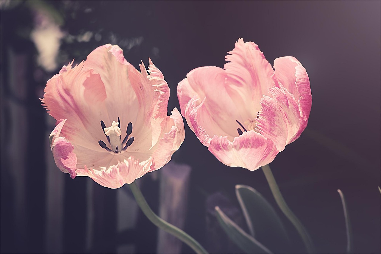 Tulips, flower background, flower wallpaper, garden, garden flowers, flower, nature, plant, petal, blossoms, tulip flowers, cut flowers, spring flowers, spring, beautiful flowers, pistils, flora, clos