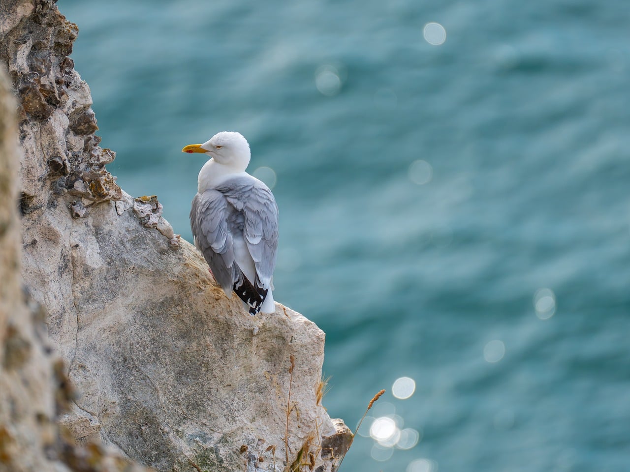 Gull, sea bird, bird, coast, sea, rock, water, rocky, nature, ocean, scenic, evening light