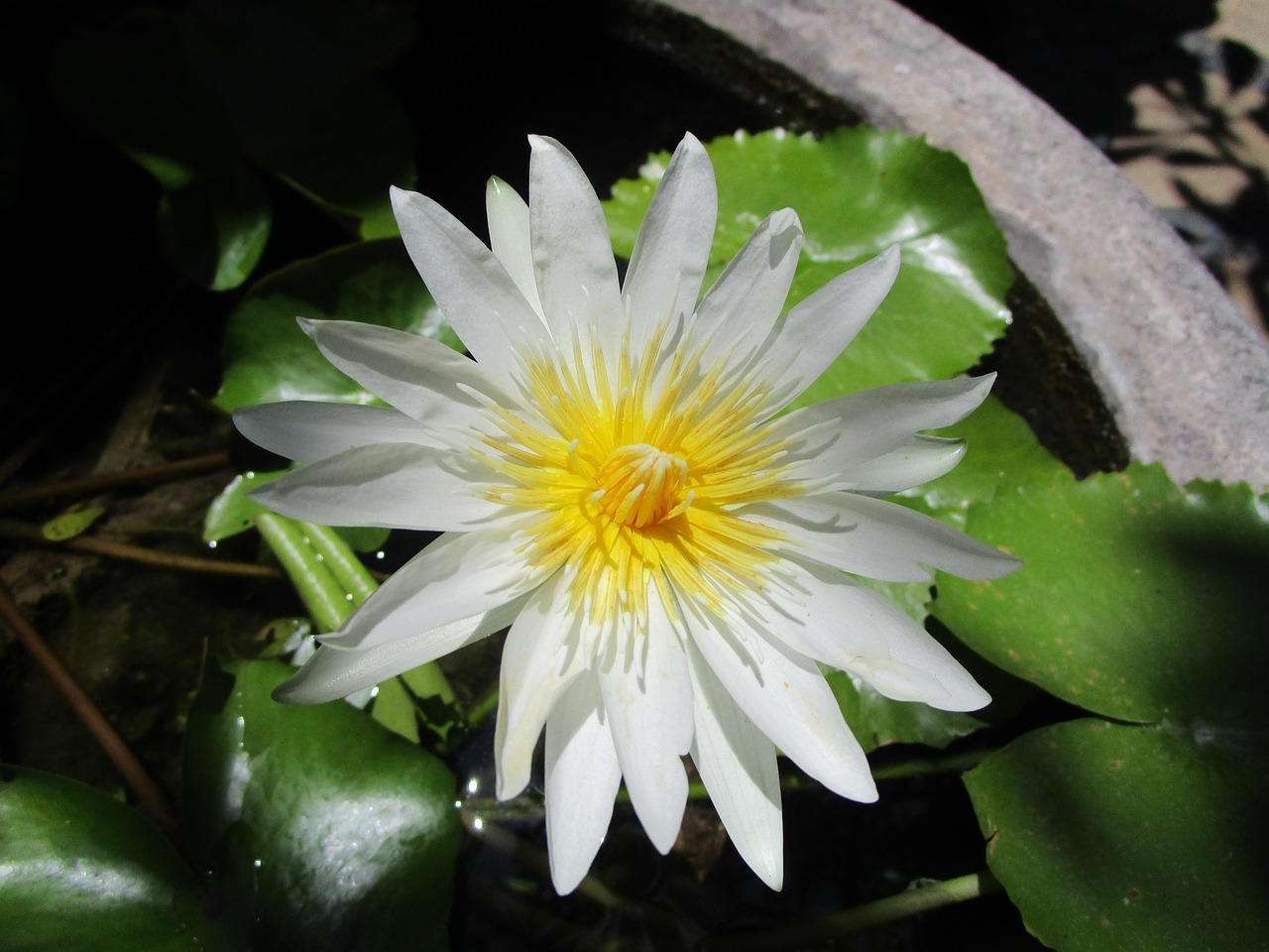 Lotus, bali, indonesia, white, vacation, yoga, trip, nature, water