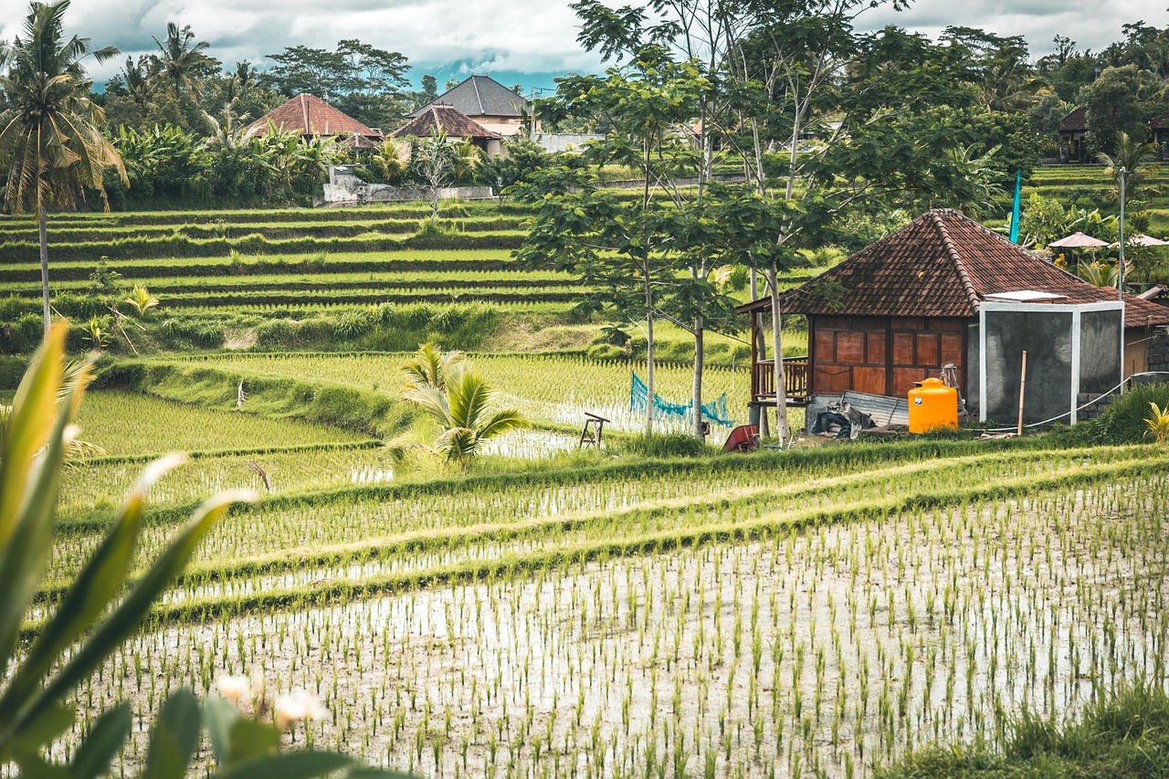 Bali, indonesia, asia, travel, nature, summer, water, vacations, tropical, adventure, holiday, outdoor, rice terrace, tourism, outdoors, people, vacation, couple, relax, landscape, blue, scenic, peace